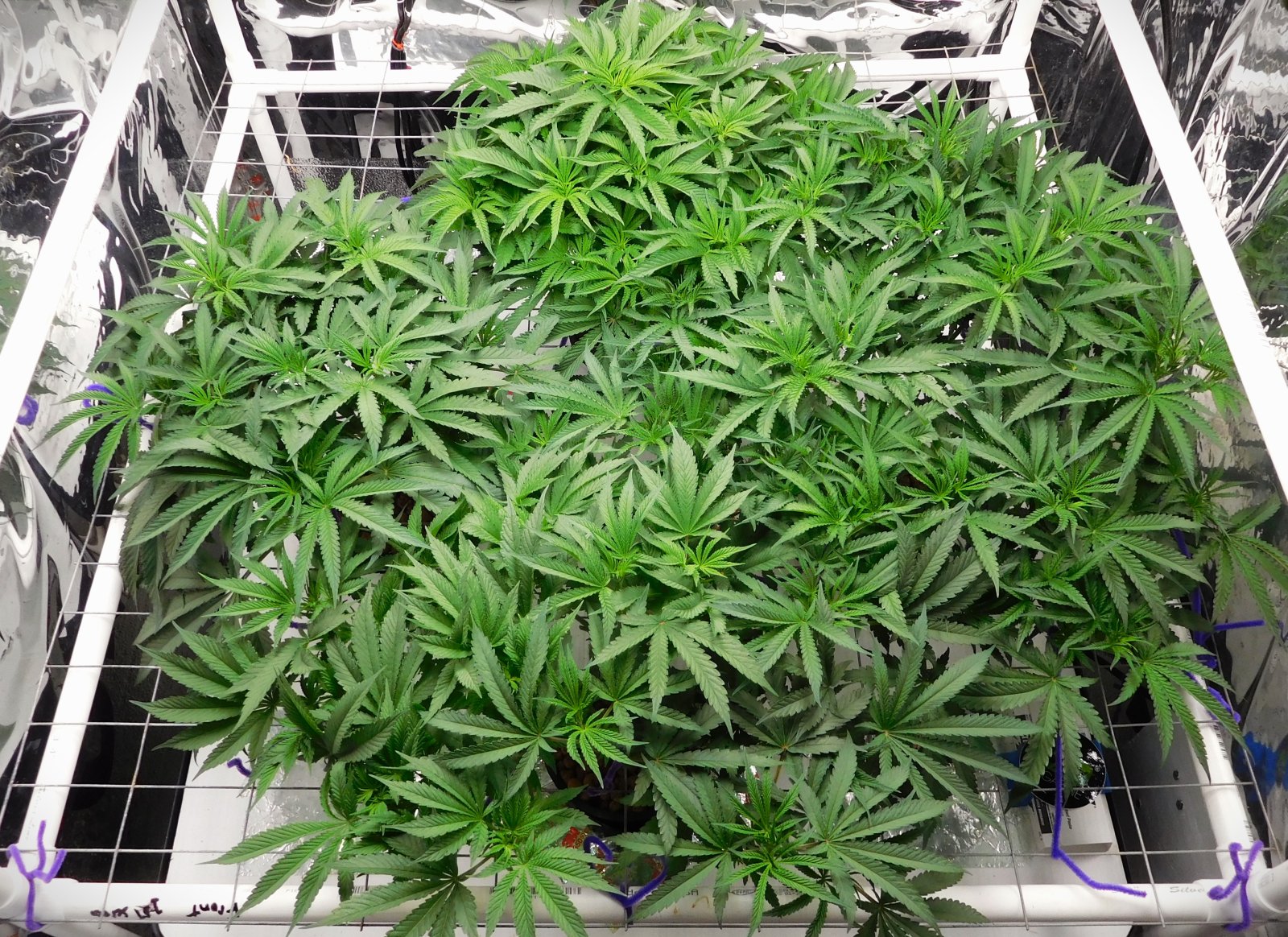 PGC day 40 veg (3).JPG