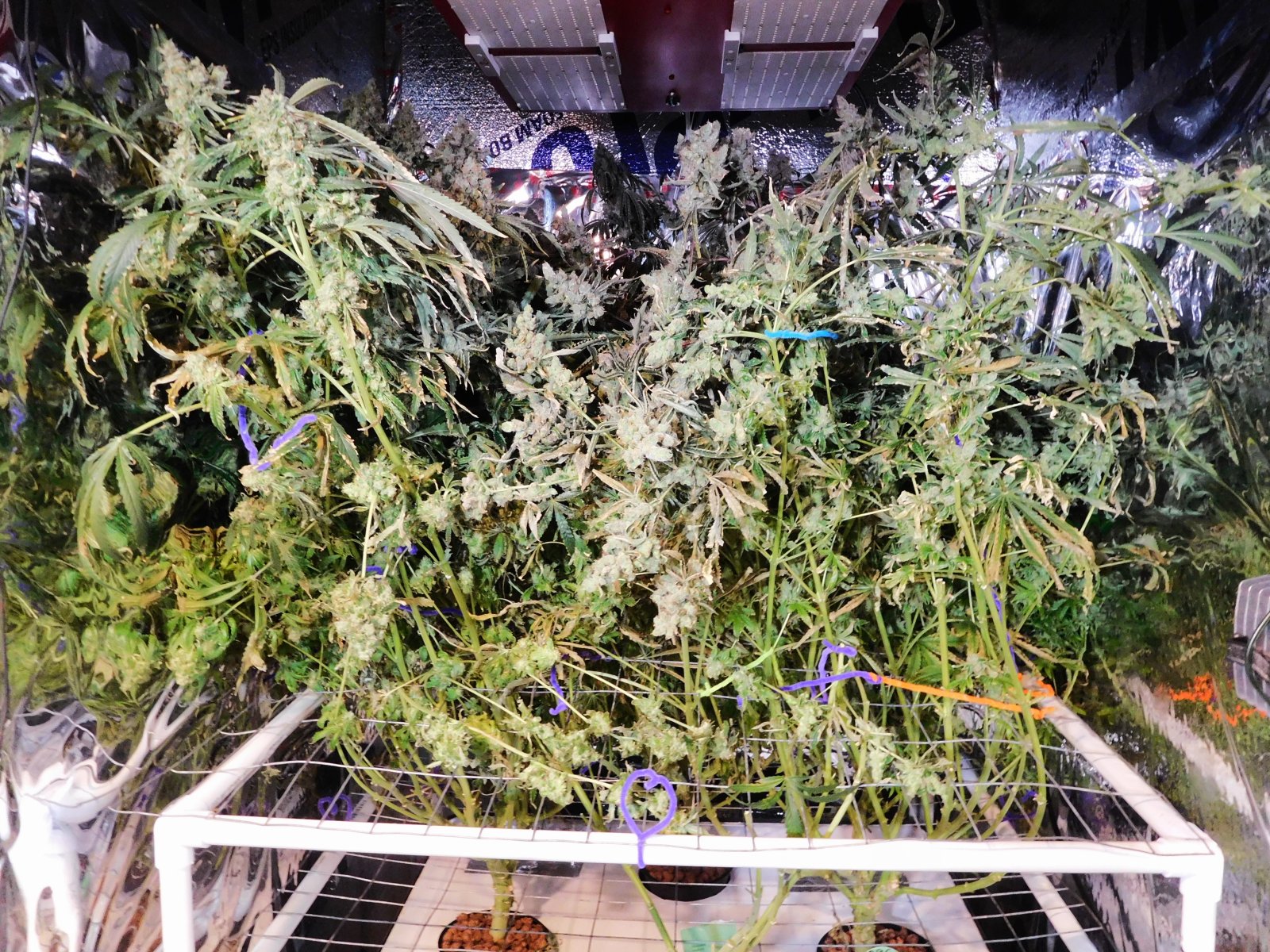 PGC harvest Aug 2024 (2).JPG