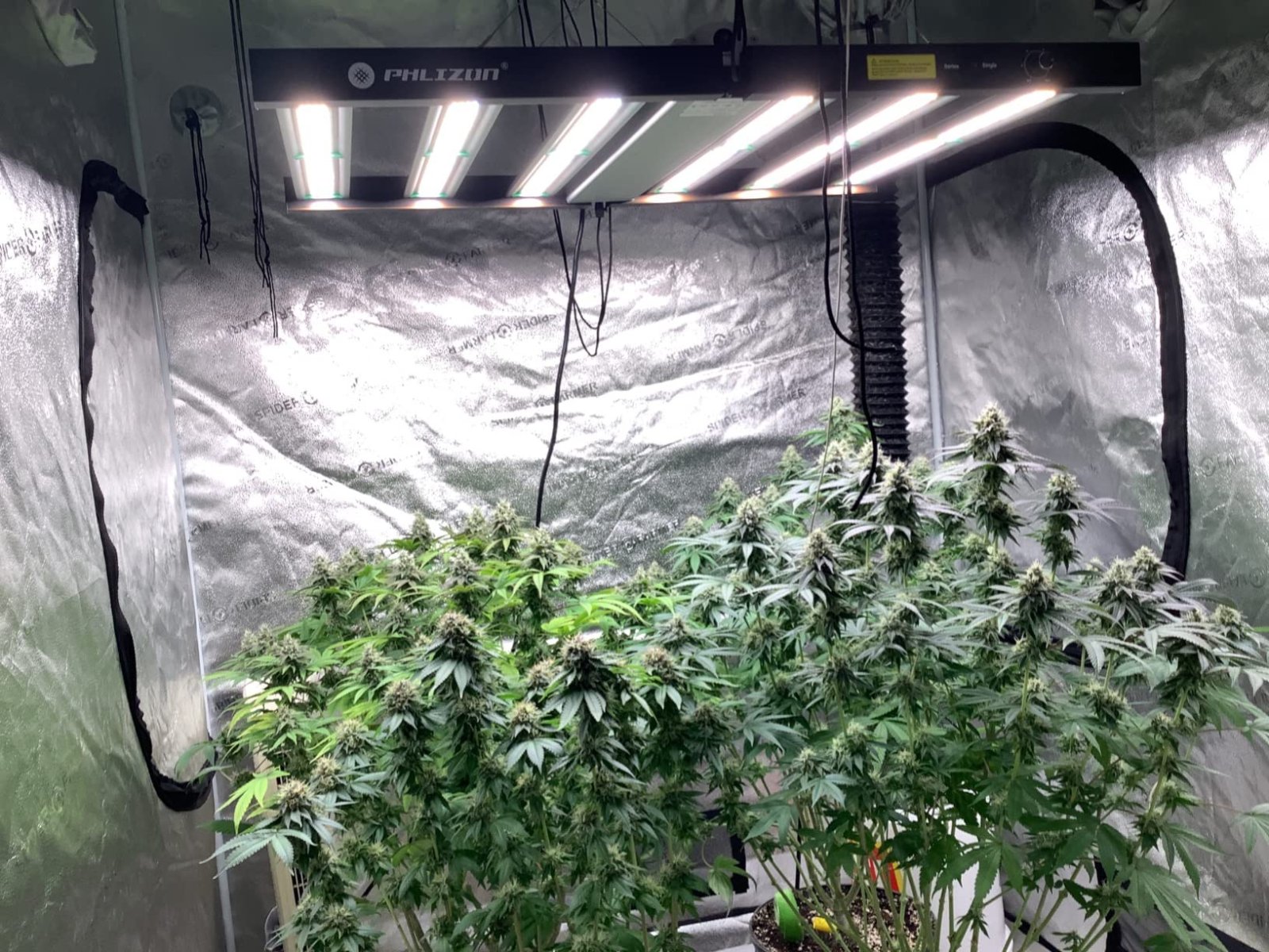 Phlizon_FD4500_LED_Grow_light (1).jpg