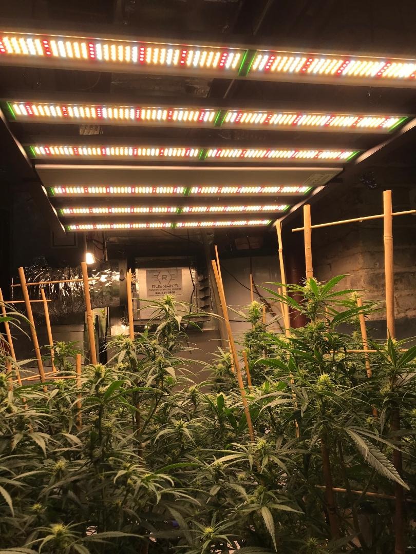 Phlizon_FD4500_LED_Grow_light (5).jpg