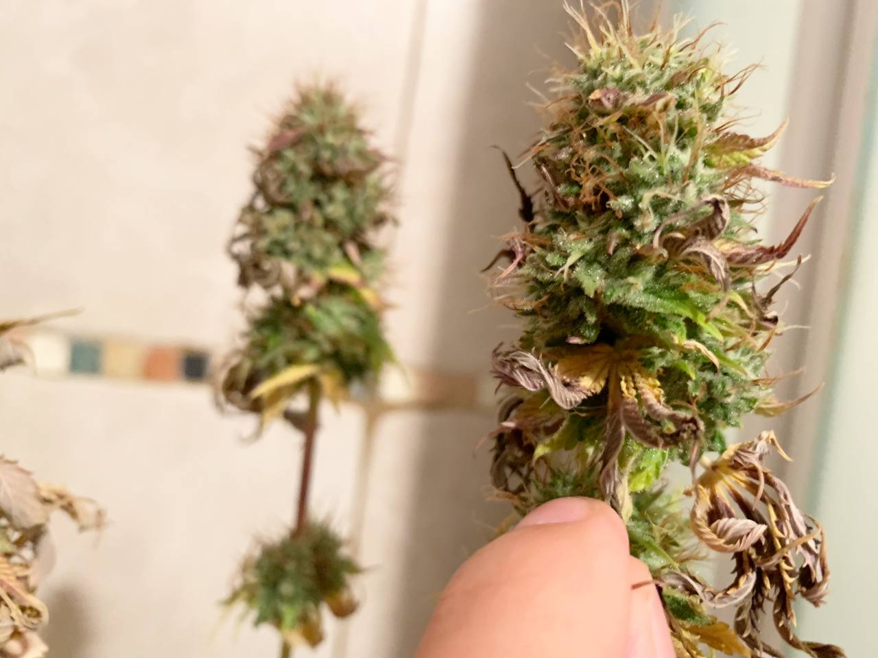 Severe heat stress or just bud rot? Salvageable harvest? 420 Magazine