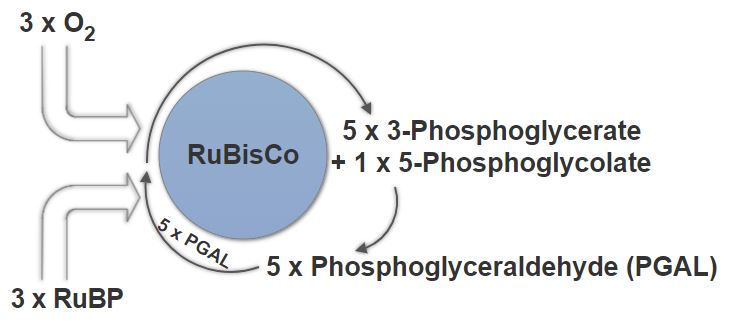 PhotorespirationInC3Plants.jpg