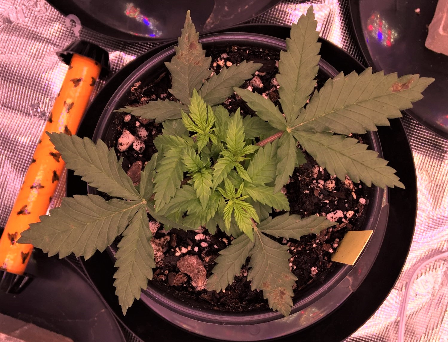 Jons Second Grow First Grow Journal Soil Grow Autos Pho