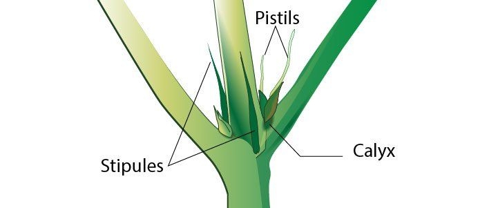 pistil-from-cannabis-plant-2.jpg