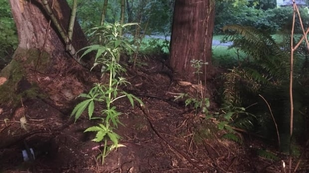 pot-plant-growing-in-burnaby-park.jpg