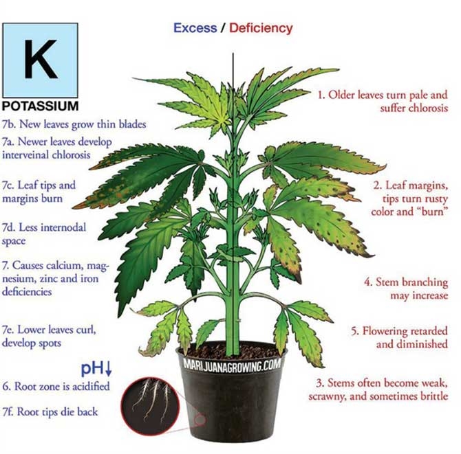 potassium-_deficiency_marijuana_diagram-jpg.1727298