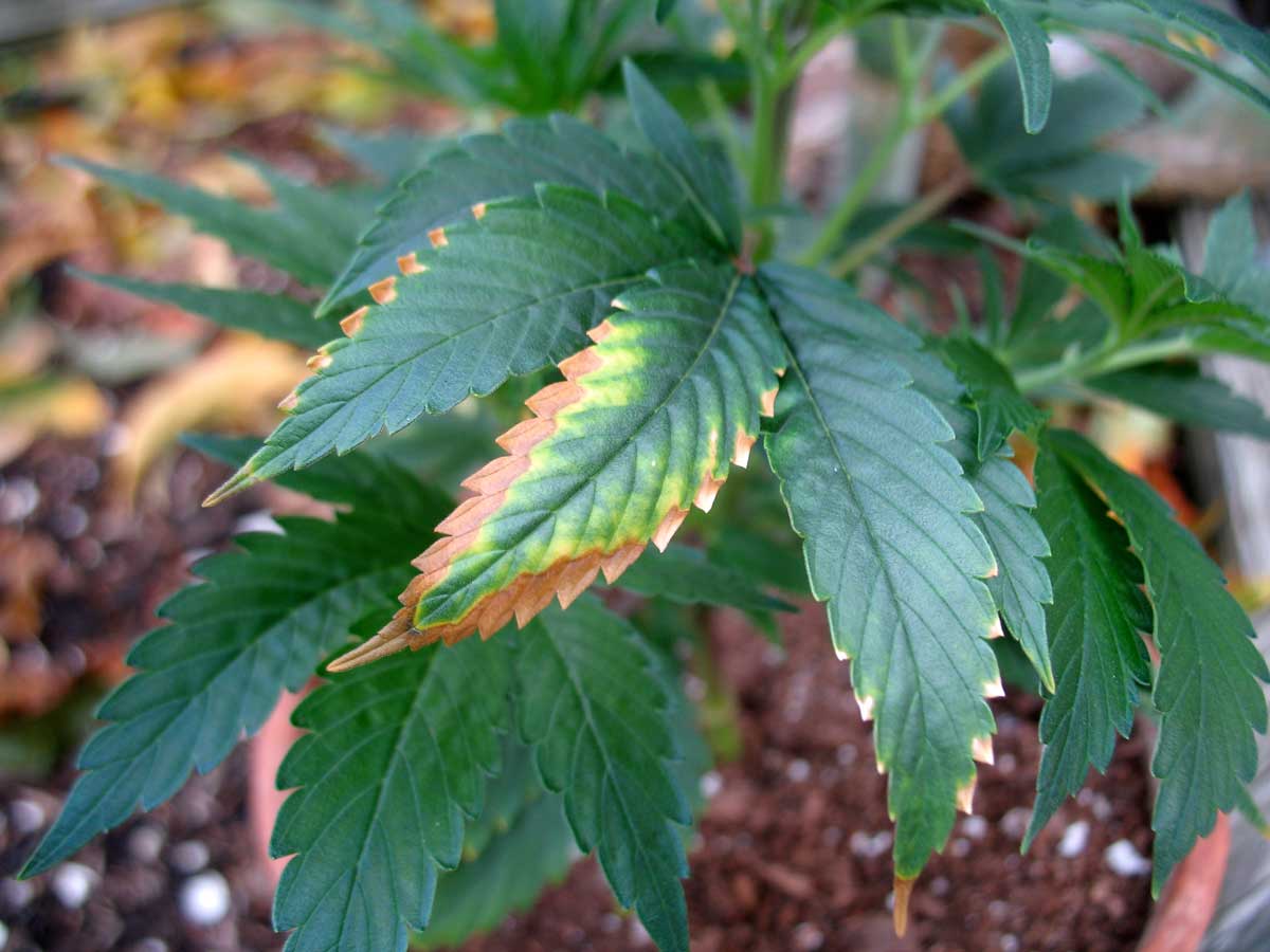 potassium-deficiency-weed-yellow-brown-edges.jpg