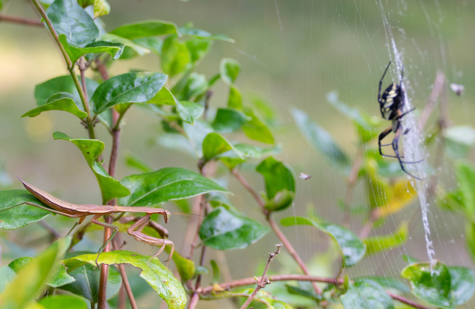 Praying Mantis and Yellow garden spider-2.jpg