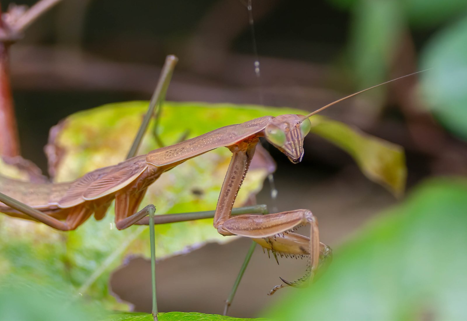 Praying Mantis and Yellow garden spider-3.jpg