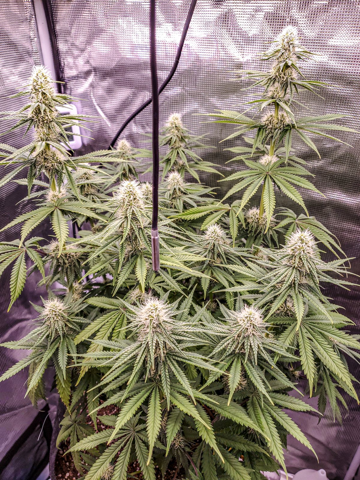 princess_chunky_day52_16f.jpg