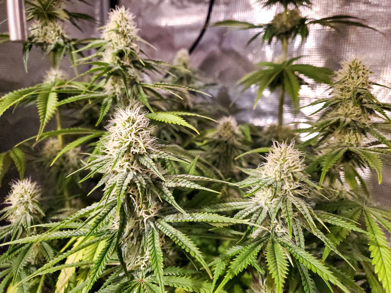 princess_chunky_day55_19f_1.jpg