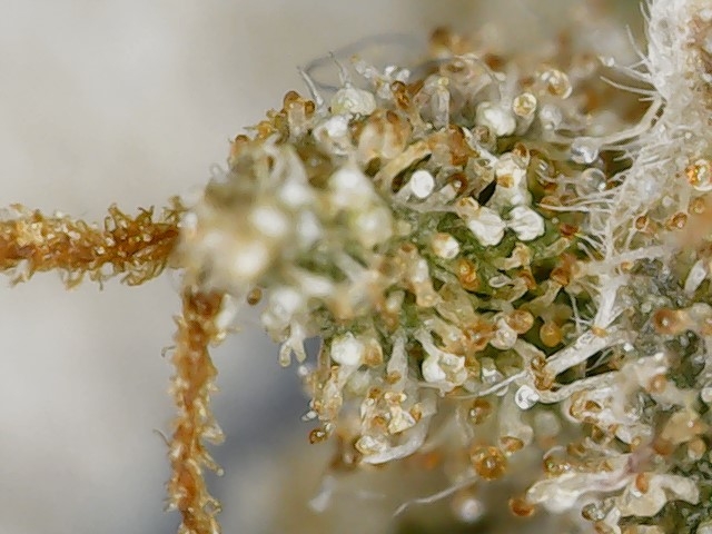 PSK trichs drought 5 5-1-23 (3).jpg