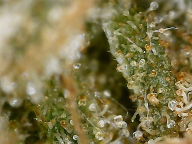 PSK trichs drought 5 5-1-23 (5).jpg