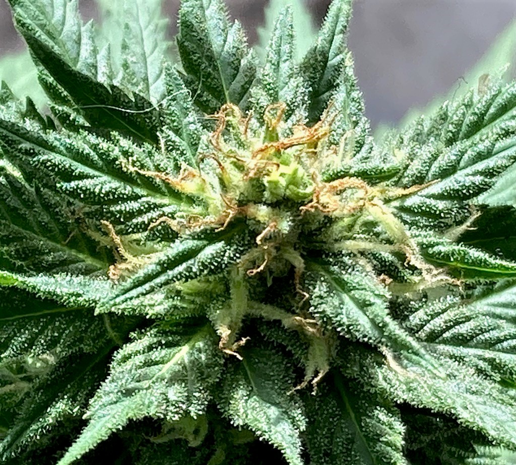 PUC BUD CLOSEUP 1 12 1.jpg