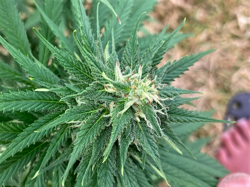 PUC bud closeup 11 29.jpg