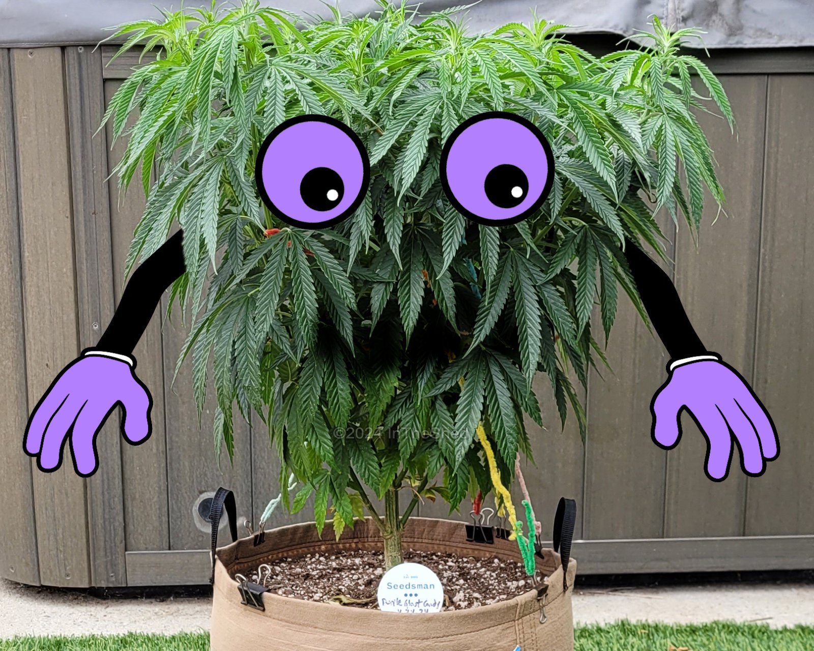 Purple Candy Ghost.jpg