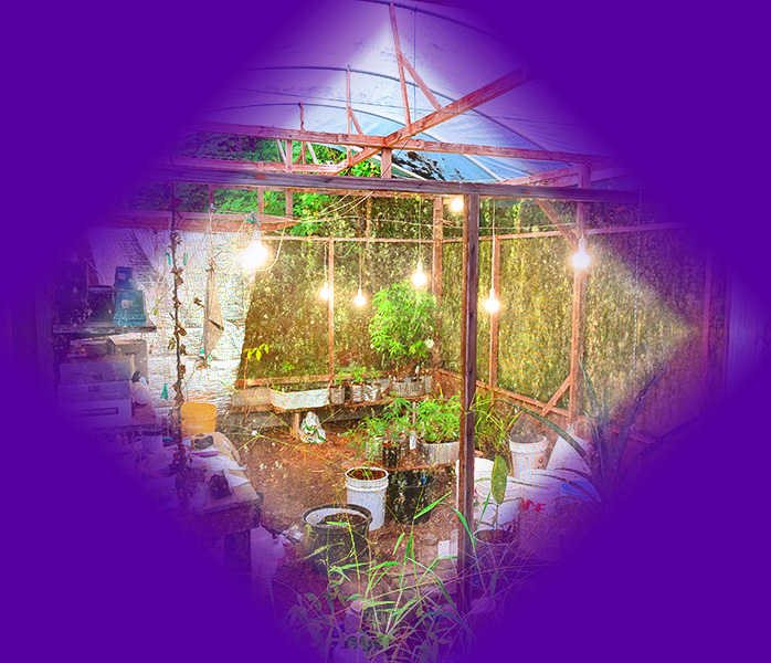 purple_diamond_greenhouse1.jpg