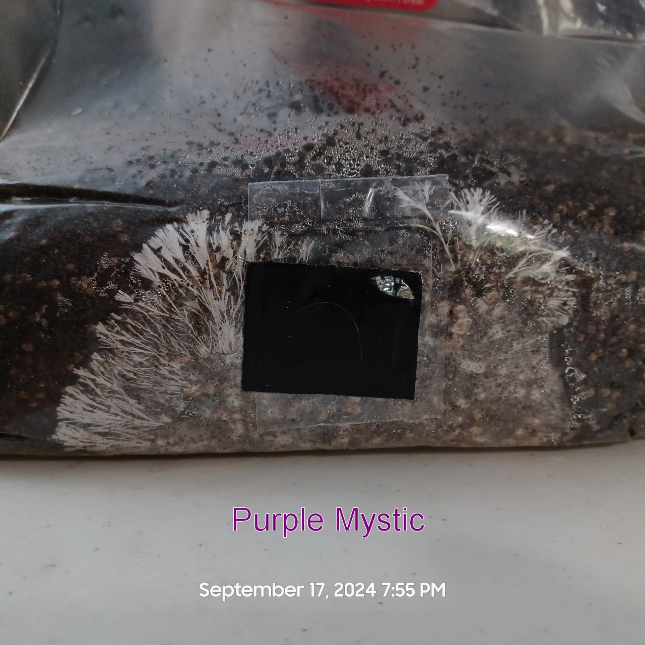 PurpleMystic20240917_195548r.jpg