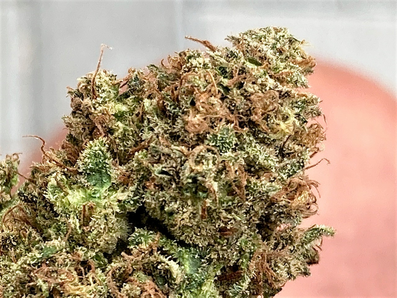 Raspberry Parfait finshed bud closeup.jpg