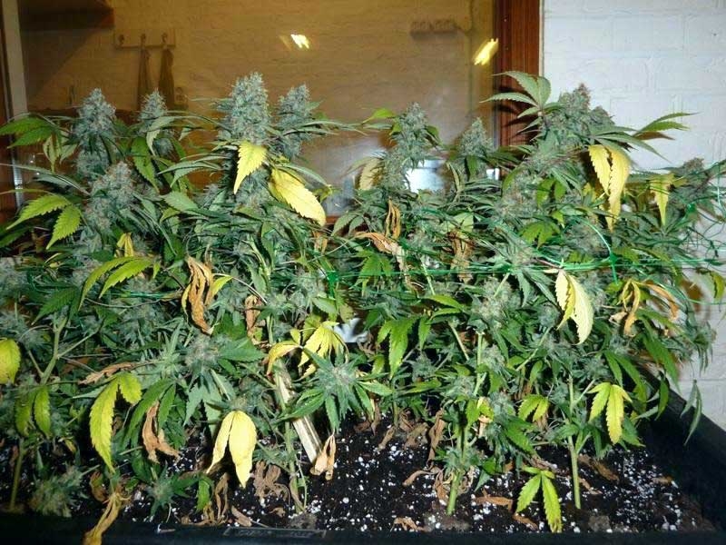 ready-to-harvest-marijuana-normal-yellow-leaves.jpg