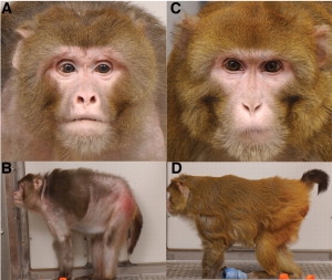 rhesus-monkeys-calorie-restriction1-300x253.jpg