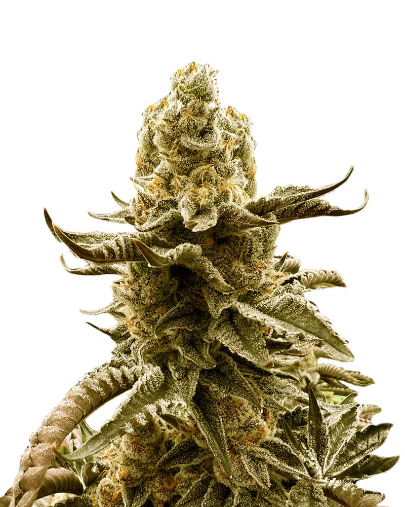 ROCKET SEEDS BLACK TRUFFLE FEMINIZED SEEDS.jpg