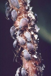 root-aphids-202x300.jpg