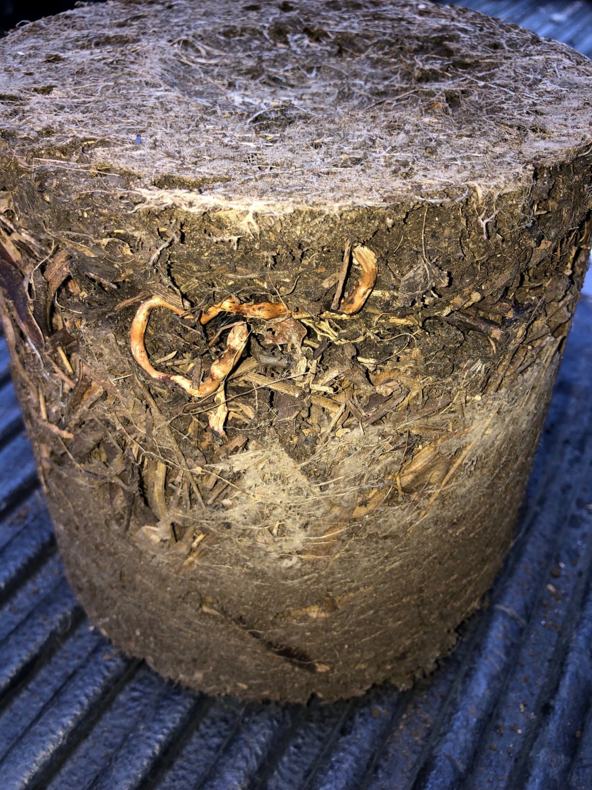 Roots on layered pot.jpg
