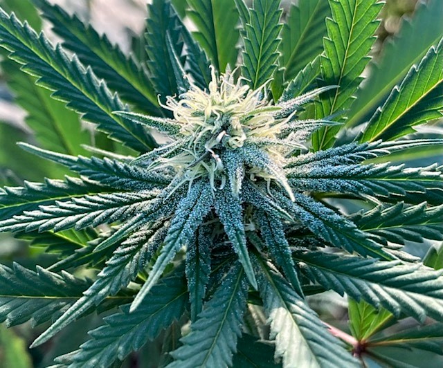 RP 11 10 bud 3.jpg