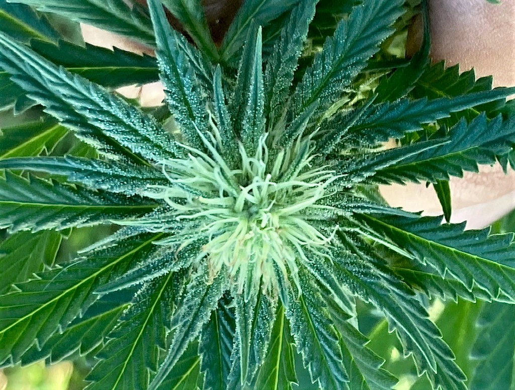 RP bud closeup 11 7.jpg