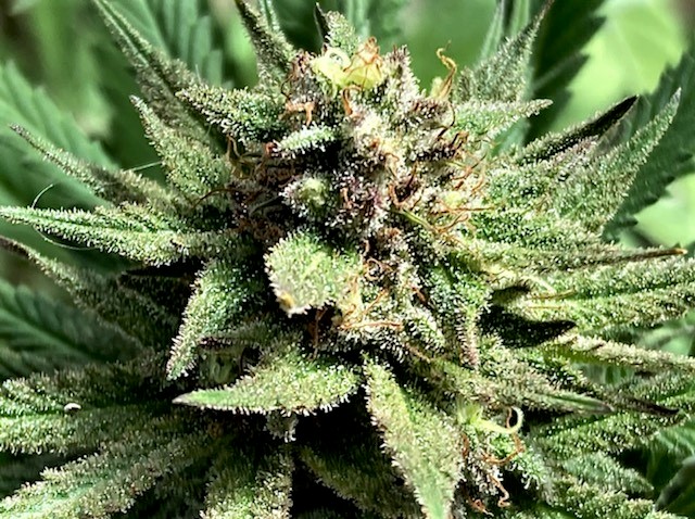 RP BUD CLOSEUP 12 1.jpg