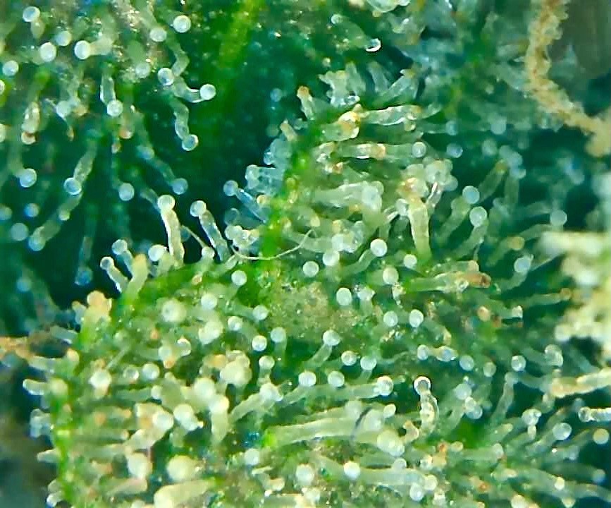 SA trichome 3.jpg