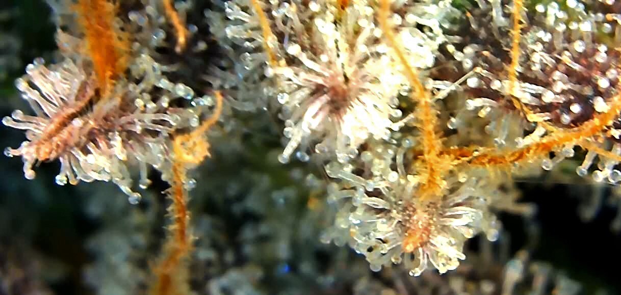 Sadie trichome 1 July 2.jpg