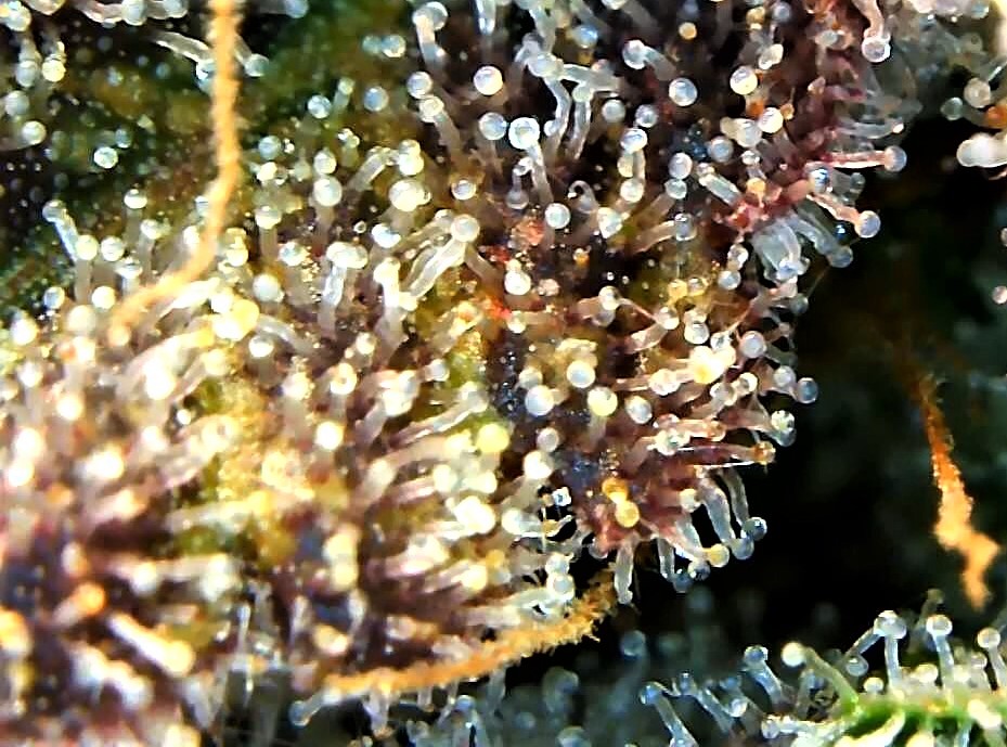 Sadie trichome 2 July 2.jpg