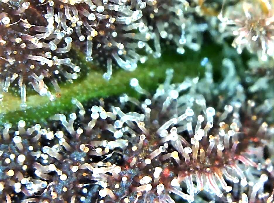 Sadie trichome 3 July 2.jpg