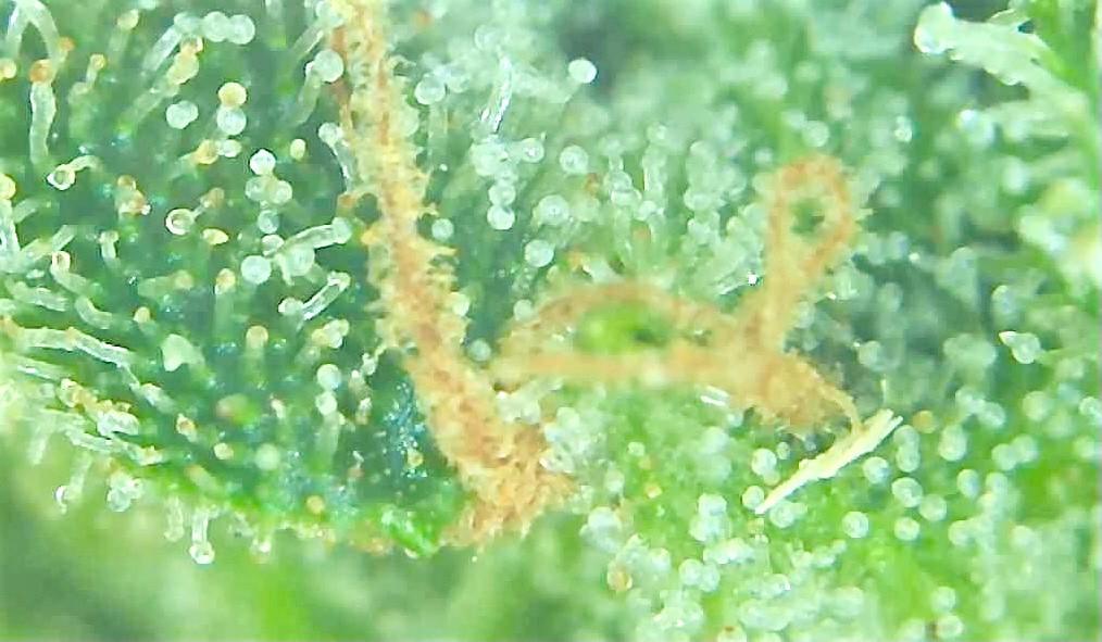 SASS TRICHOME 4.jpg