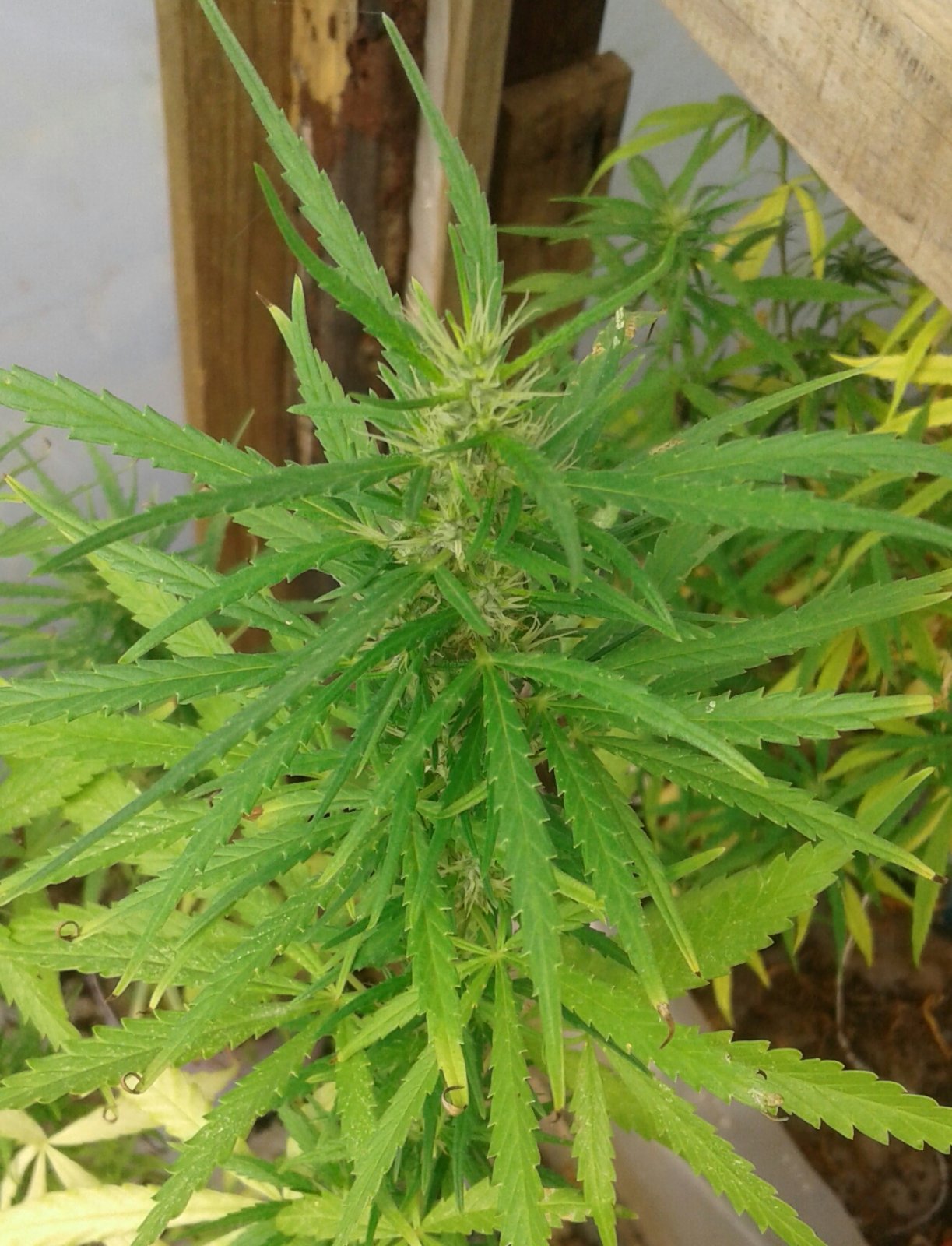 Sativa top of cola.jpg