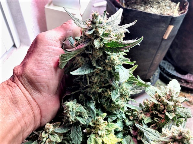 SB 1 Bud with Hand for Scale.jpg