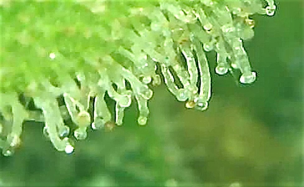 SB 1 Trichome 1.jpg