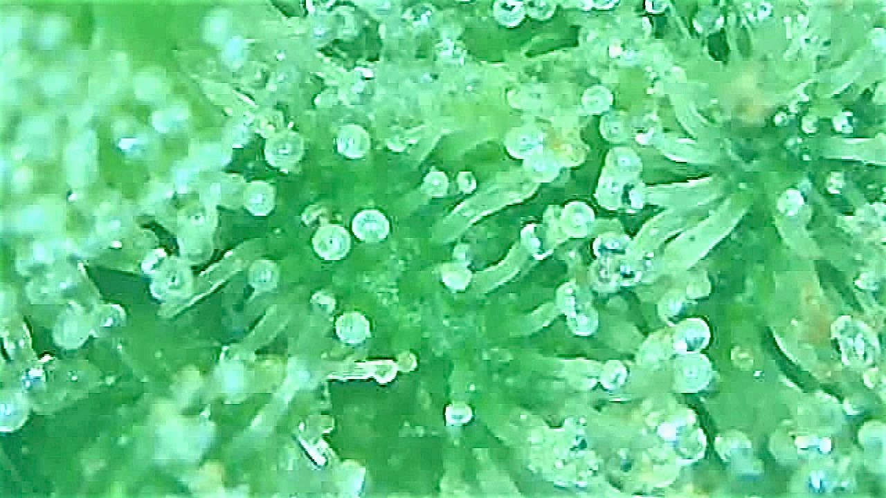 SB 1 Trichome 2.jpg