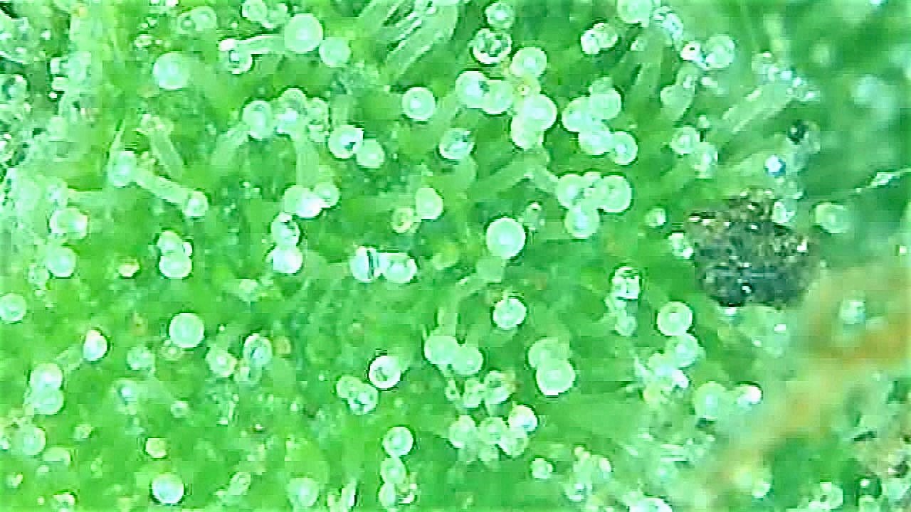 SB 1 Trichome 3.jpg