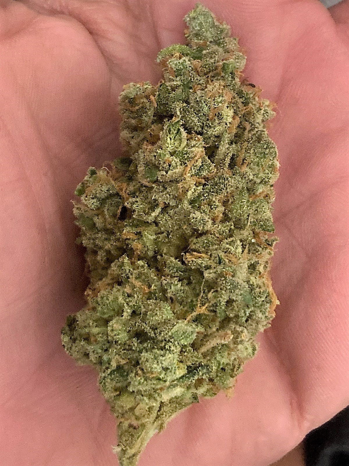 SB 2 final trimmed bud.jpg