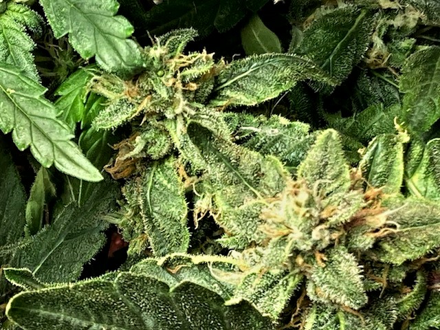 SB Bud 4 Lower Buds Showing Colors already October 30.jpg