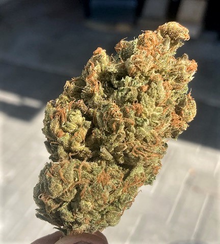 SB Pheno #1 bud shot.jpg