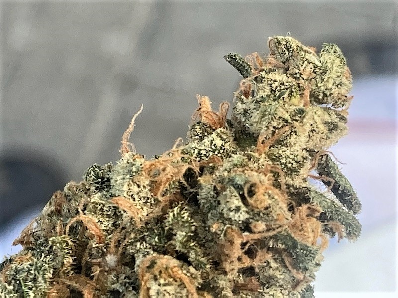 SB Pheno #2 bud closeup.jpg