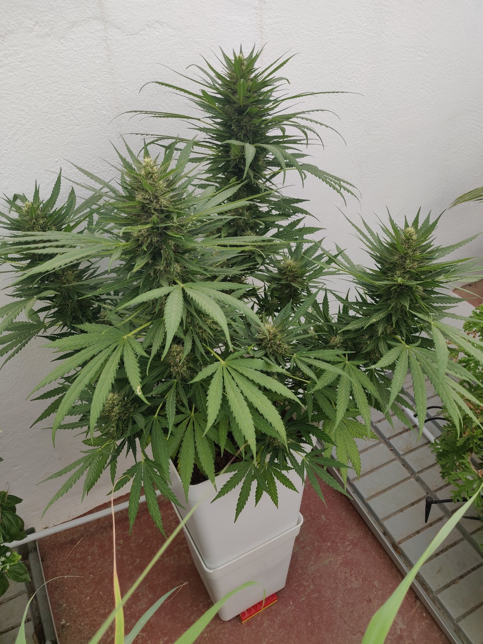 SBR - Flower week 6 - 4.jpg