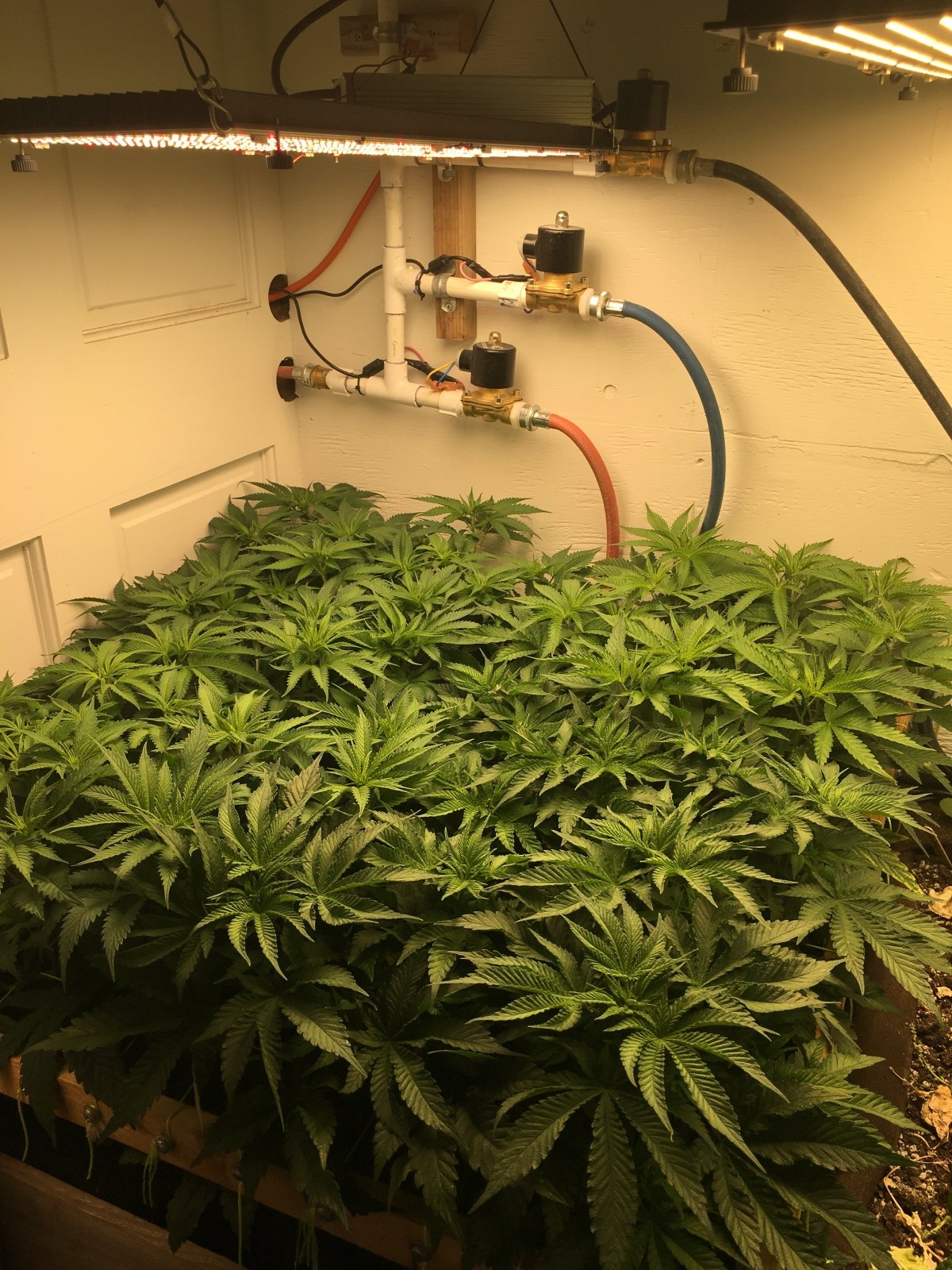 scrog.JPG