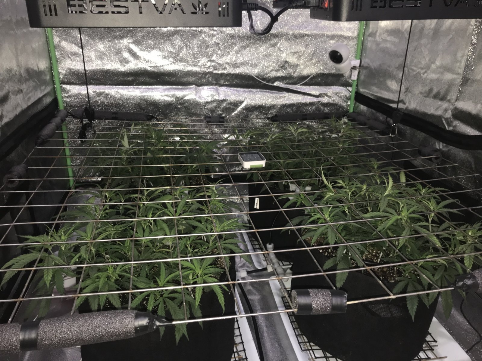 scrog.jpg