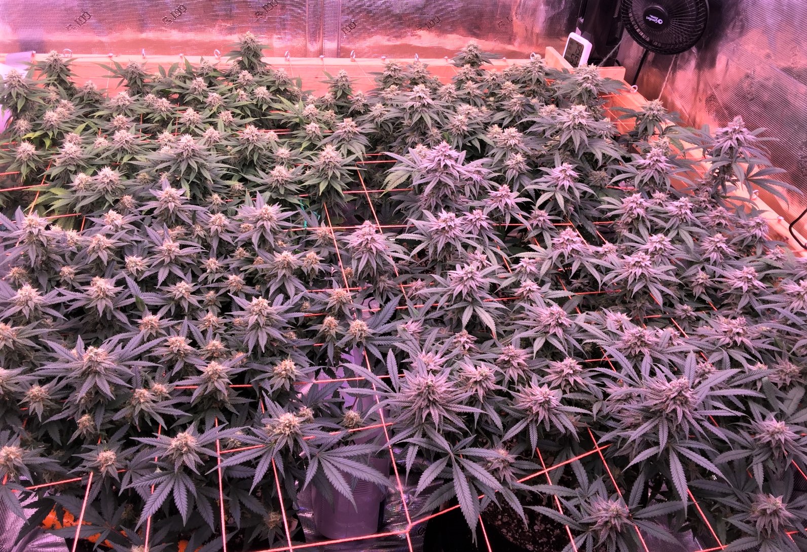 Scrog June 11.jpg