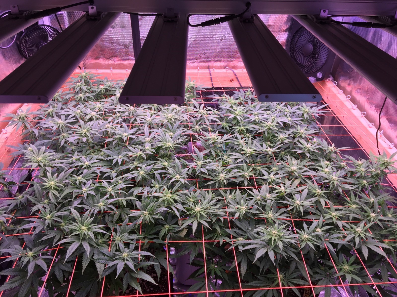 Scrog May 18.jpg